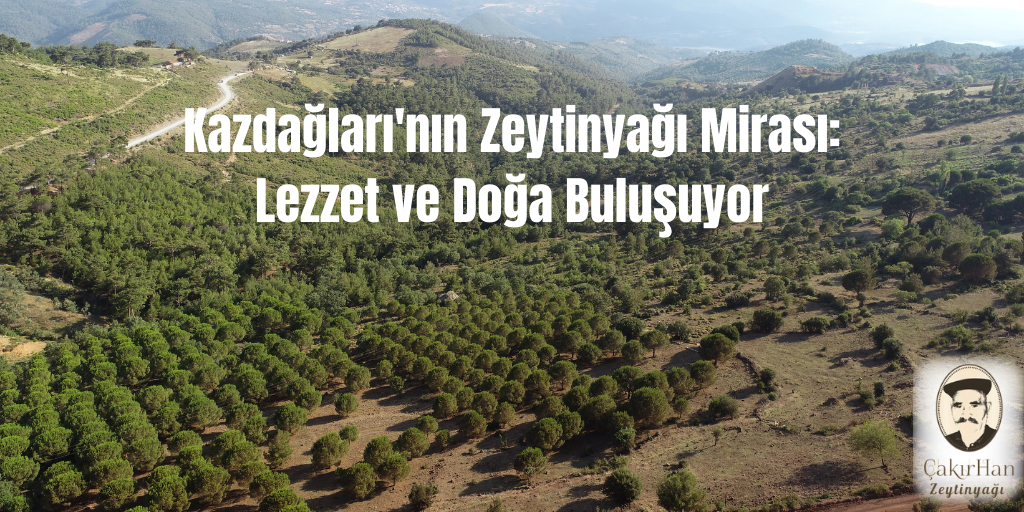 Kazdağları'nın Zeytinyağı Mirası: Lezzet ve Doğa Buluşuyor