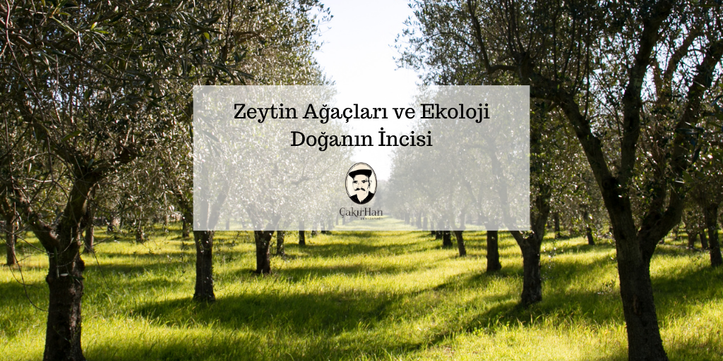 Zeytin Ağaçları ve Ekoloji: Doğanın İncisi