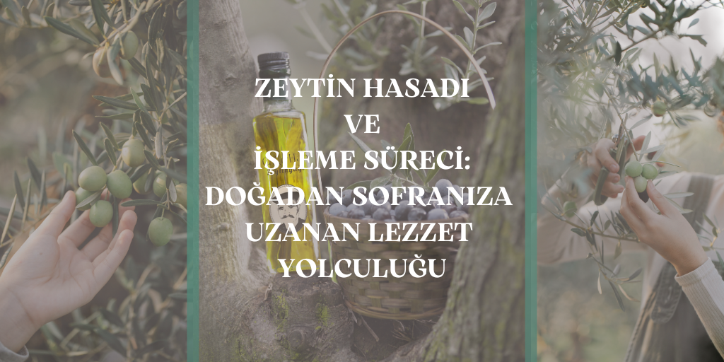 Zeytin Hasadı ve İşleme Süreci: Doğadan Sofranıza Uzanan Lezzet Yolculuğu