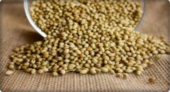 Kişniş Tohumu (Aş Otu) 25 Gram (Çiftçi Yetiştirmesi)