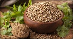 Kişniş Tohumu (Aş Otu) 25 Gram (Çiftçi Yetiştirmesi)