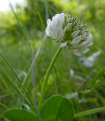 Üçgül Tohumu-500 Gr Süs Yoncası ( Trifolium Repens )