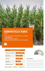 70 Günlük Silaj Mısır Tohumu-Simpatico-KWS-En Erkenci Mısır