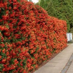 4 ADET Saksıda Ateş Dikeni (pyracantha) Fidanı (80-110 Cm) JMPUWX38