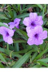 Meksika Petunyası Çiçeği - Ruelya (Ruellia) 120-150 cm