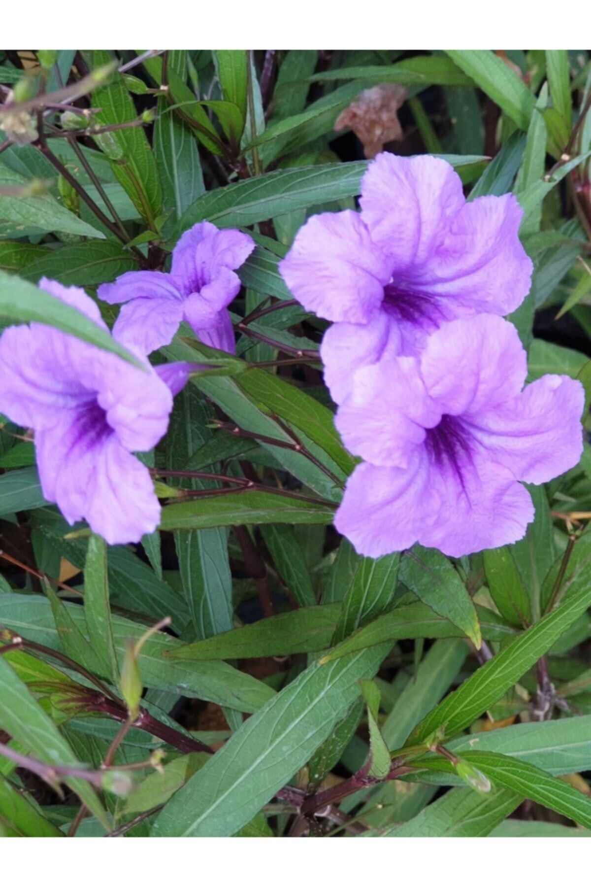 4 ADET Meksika Petunyası Çiçeği - Ruelya (Ruellia)