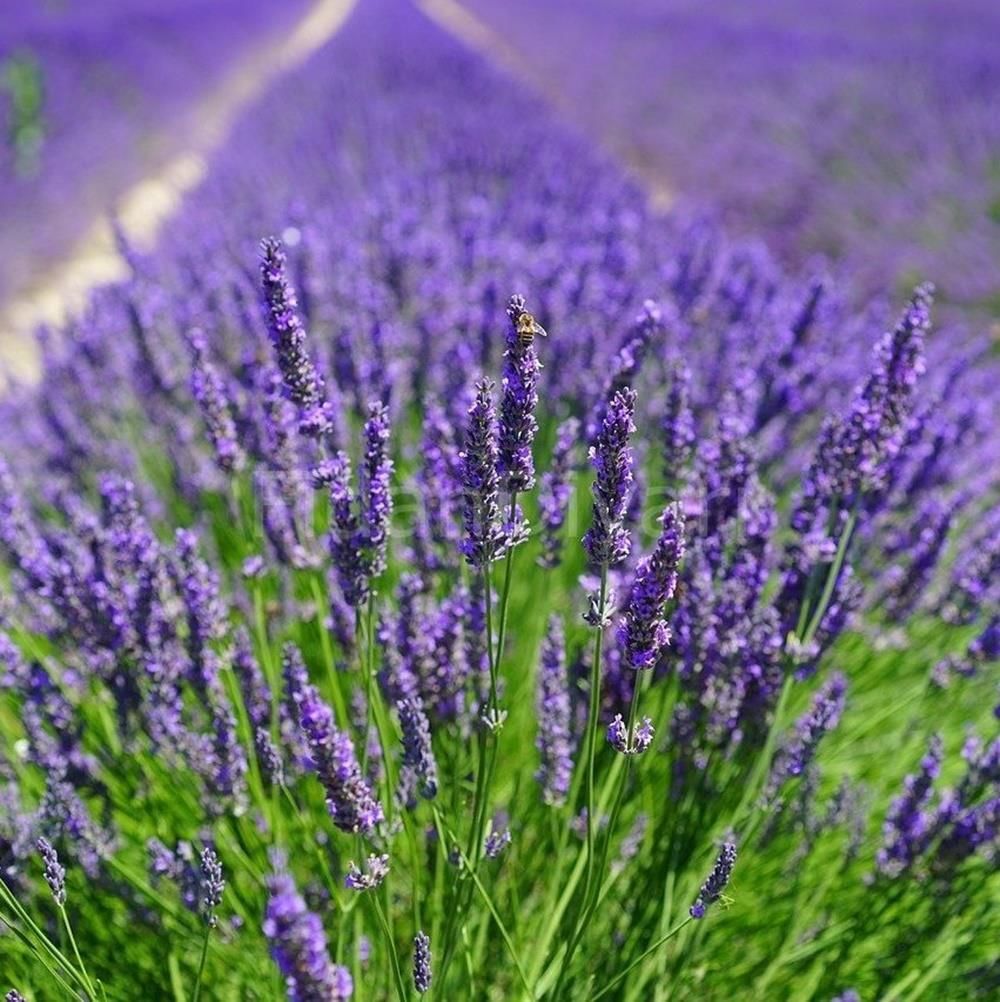 Saksıda 2 Adet Lavanta Çiçeği(Lavandula Officinalis) Fidanı 30-40 CM