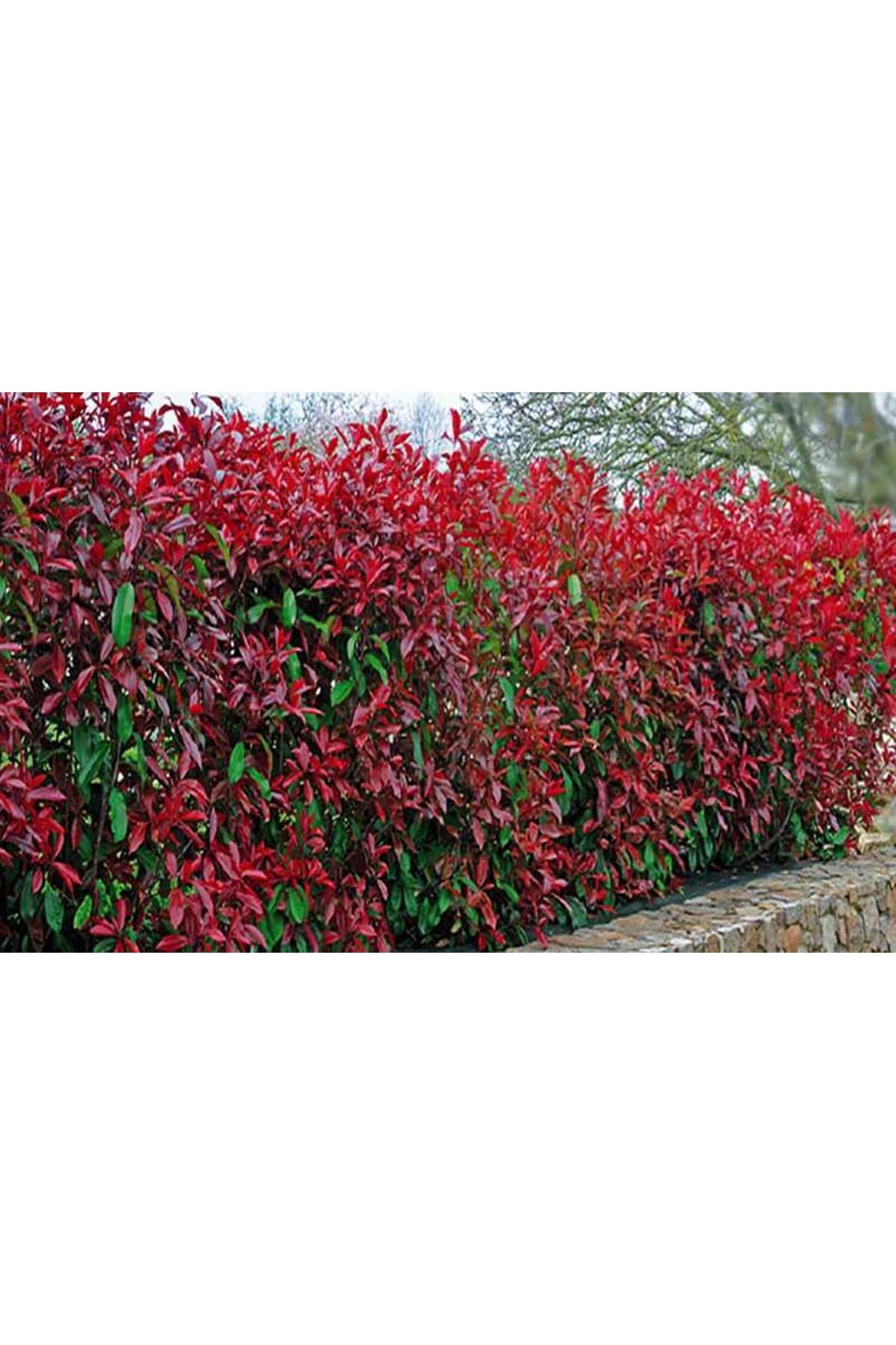 2 adet Alev Çalısı (Photinia Red Robin) 70-100 cm