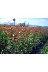 5 adet Alev Çalısı (Photinia Red Robin) 70-100 cm