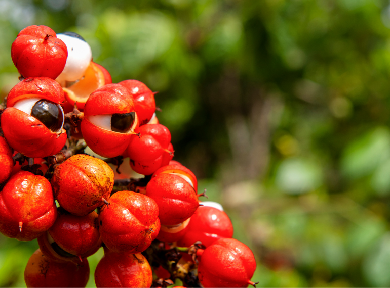 Guarana Nedir? Faydaları ve Yan Etkileri Nelerdir?