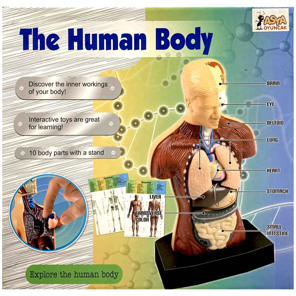 Nessiworld The Human Body İnsan Vücudu 3D Eğitim Seti 3301