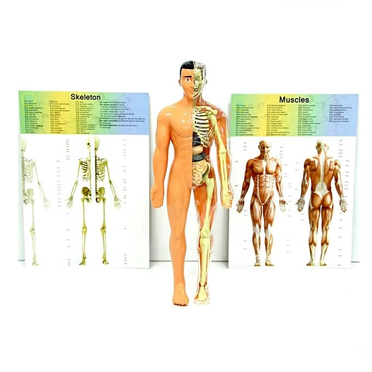 Nessiworld The Human Body İnsan Vücudu 3D Eğitim Seti 3302