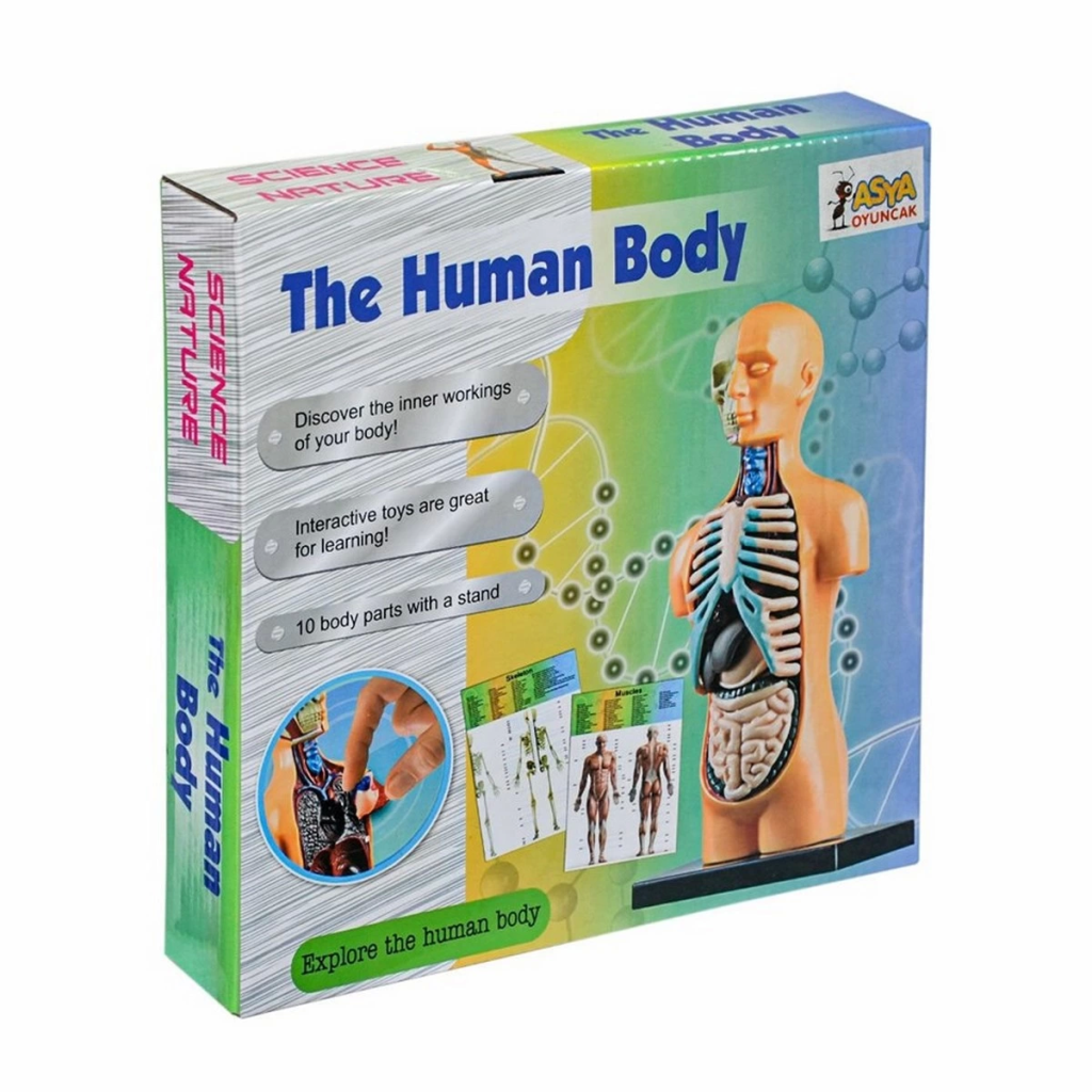 Nessiworld The Human Body İnsan Vücudu 3D Eğitim Seti 3305