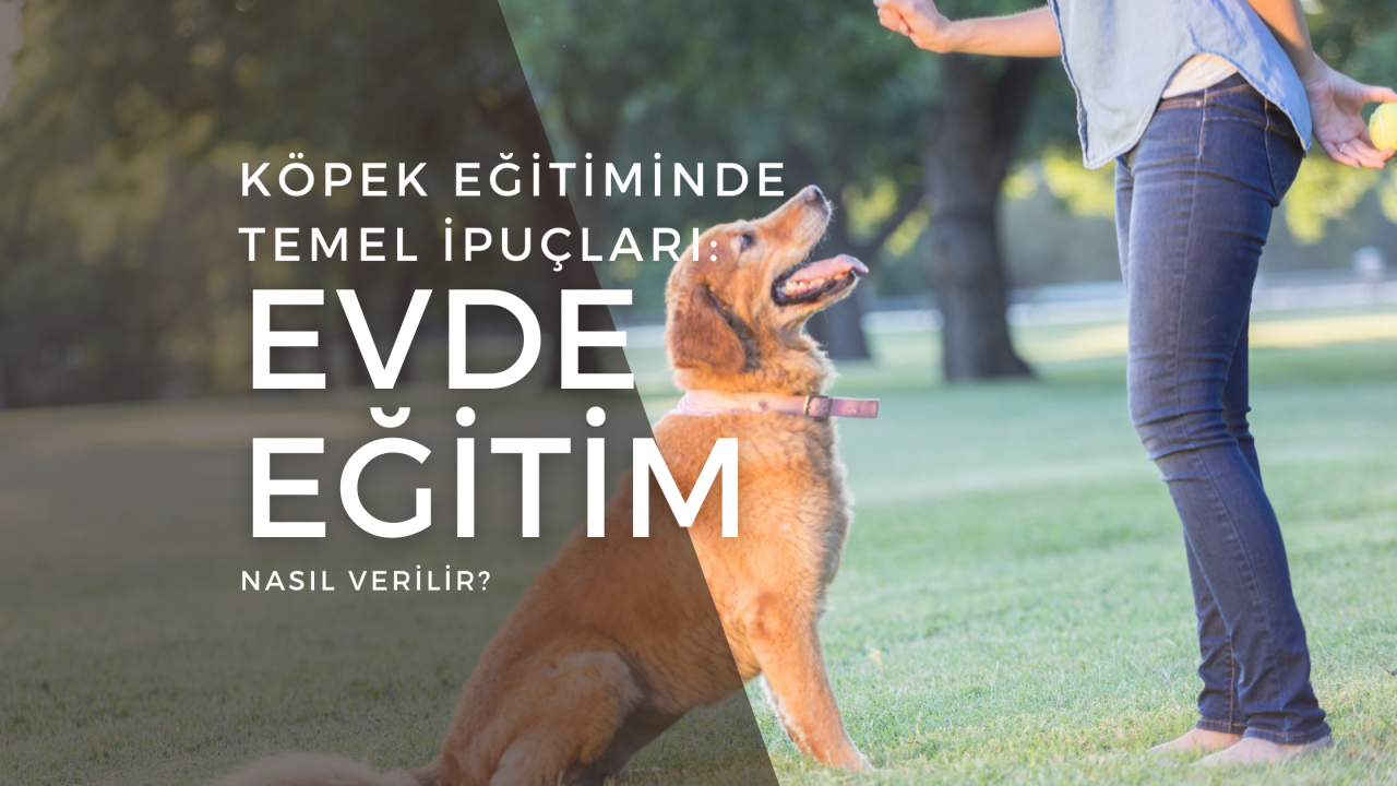 Köpek Eğitiminde Temel İpuçları: Evde Eğitim Nasıl Verilir?