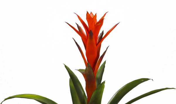 Guzmania Red