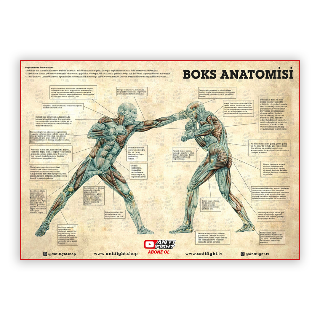 Boks Anatomisi Canvas Tablo