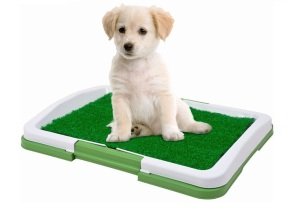 Köpek Tuvalet Eğitim Seti: Potty Trainer