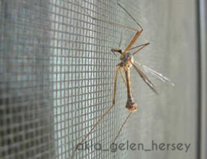 KOLAY MONTAJLI ÇİFT KANAT PENCERELER İÇİN HAZIR PENCERE SİNEKLİĞİ BÖCEK,ARI,SİNEKTEN KORUYUCU TÜLÜ