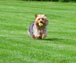 Evcil Hayvan Eğitim Topu 2 li Set