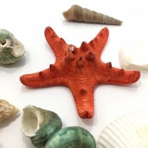 Dekoratif Sepetli Deniz Kabukları İstiridye Deniz Yıldızı Süsü