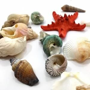 Dekoratif Sepetli Deniz Kabukları İstiridye Deniz Yıldızı Süsü