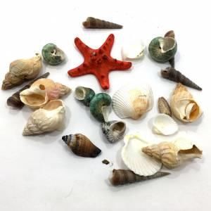 Dekoratif Sepetli Deniz Kabukları İstiridye Deniz Yıldızı Süsü