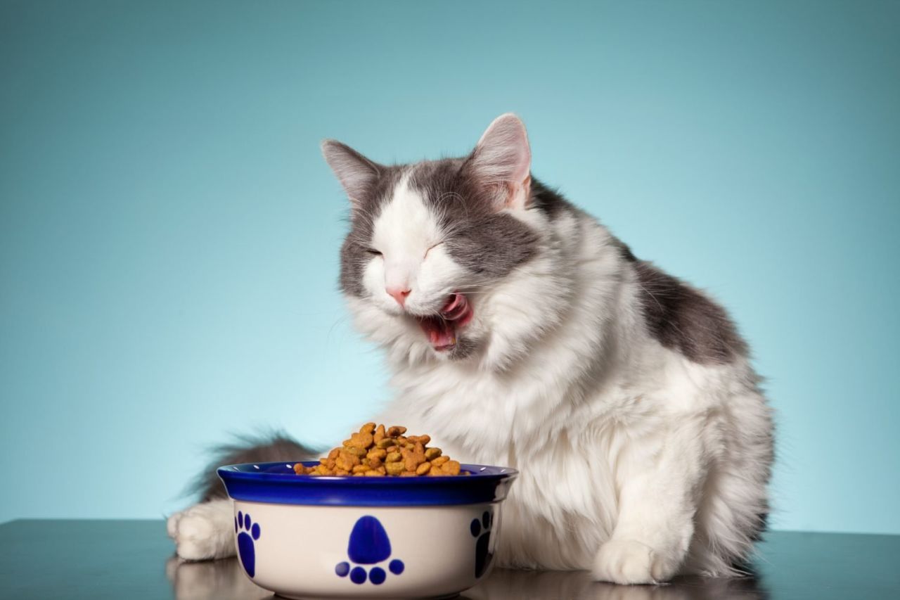 Kediler Neden Sürekli Yemek Yer