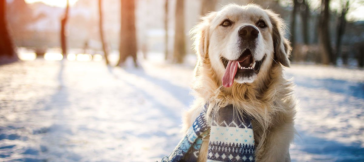 Soğuk Havalarda Evcil Dostlarımız İçin Nelere Dikkat Etmeliyiz?