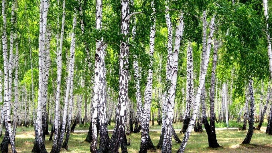 Betula, Betulin, Betulinik asit