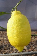Tüplü Aşılı Enterdonat Limon Fidanı (2 yaş 100-120 cm)