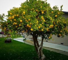 Tüplü Aşılı Euroka Limon Fidanı 2 yaş (100-120 cm)