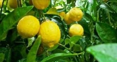 Tüplü Aşılı Kütdiken Limon Fidanı 2 yaş (120-150 cm)