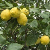 Tüplü Aşılı Zagara - Bianca Limon Fidanı 2 yaş (100-120 cm)