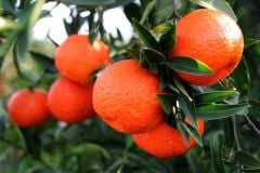 Tüplü Aşılı Klemantin Mandalina Fidanı 2 yaş(100-120 cm)