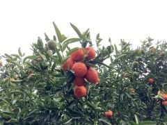 Tüplü Aşılı Kokulu King Mandalina Fidanı 2 yaş (100-120 cm)