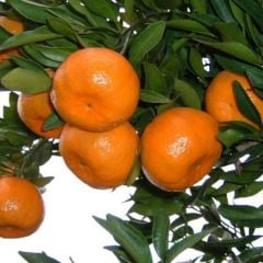 Tüplü Aşılı Miho Wase Mandalina Fidanı 2 yaş(100-120 cm)