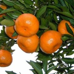 Tüplü Aşılı Primasol Mandalina Fidanı 2 yaş (100-120 cm)