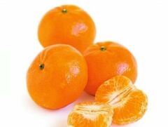 Tüplü Aşılı Satsuma Mandalina Fidanı 2 yaş (100-120 cm)