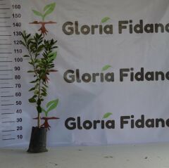 Tüplü Aşılı Cara Cara Portakal Fidanı 2 Yaş (110-130 cm)