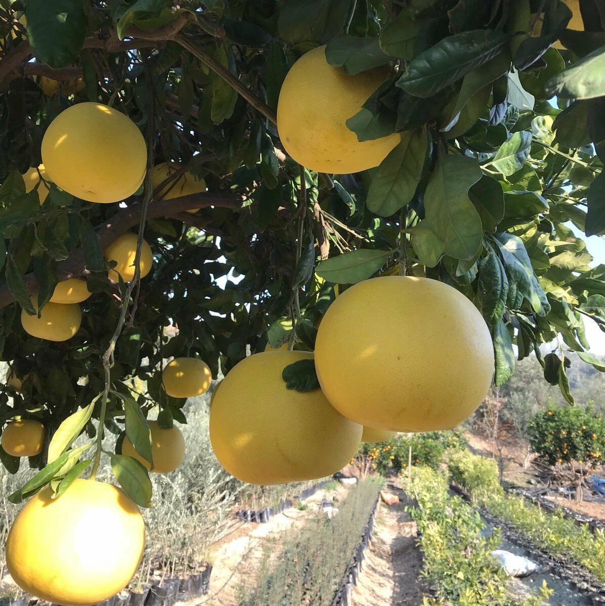 AĞAÇ KAVUNU TÜPLÜ AŞILI İÇİ KIRMIZI ŞADOK POMELO (A) YAŞ 2 BOY 90-110 CM