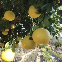 AĞAÇ KAVUNU TÜPLÜ AŞILI İÇİ KIRMIZI ŞADOK POMELO (A) YAŞ 2 BOY 90-110 CM