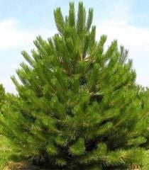 TÜPLÜ KARA ÇAM FİDANI BOY 90-110CM
