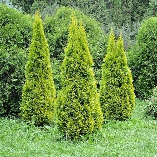 TÜPLÜ ALTUNİ MAZI FİDANI2 YAŞ BOY 40-60cm