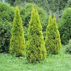 TÜPLÜ ALTUNİ MAZI FİDANI2 YAŞ BOY 40-60cm