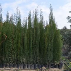 TÜPLÜ KARA SELVİ FİDANI 80-110 CM
