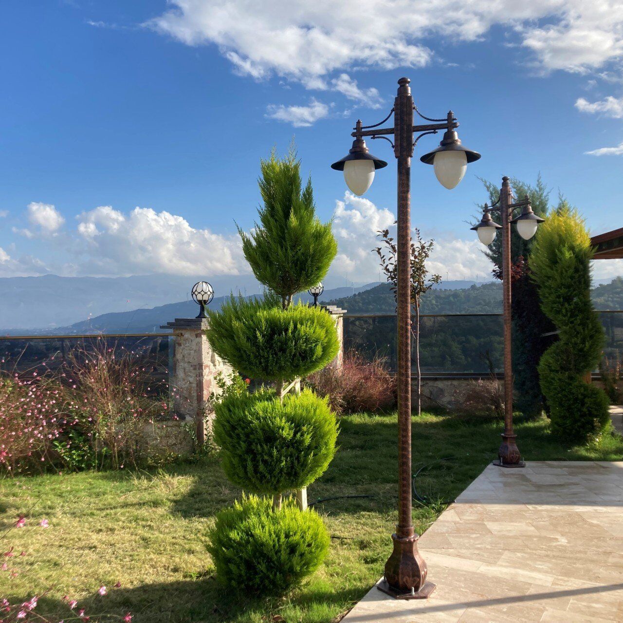 TÜPLÜ LİMONİ SERVİ FİDANI BOY 60-80CM