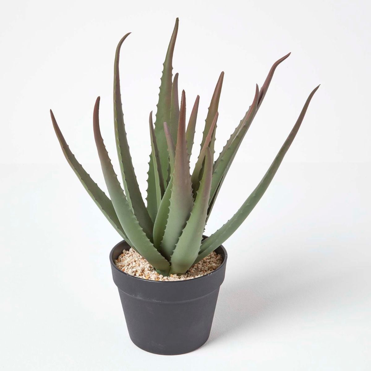 4 ADET ALOE VERA BİTKİSİ 20-30 CM
