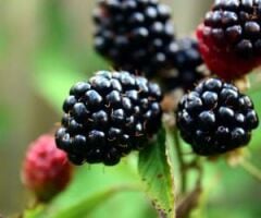 TÜPLÜ BOYSEN BERRY BÖĞÜRTLEN FİDANI YAŞ 2 BOY 150-200CM