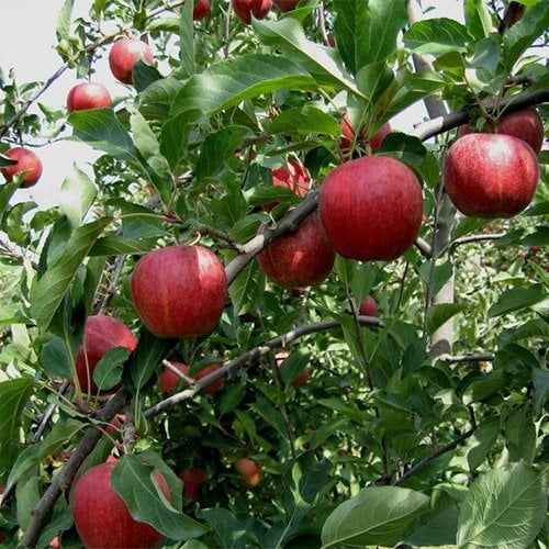 TÜPLÜ AŞILI GALAKSİ GALA ELMA FİDANI