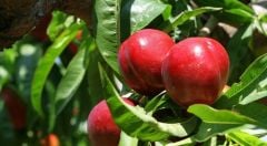 TÜPLÜ AŞILI TÜYSÜZ ERKENCİ NEKTARİN VENÜS FİDANI